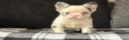 French Bulldog dogs for sale: Beautiful French Bulldog Puppies  - Advert 2
