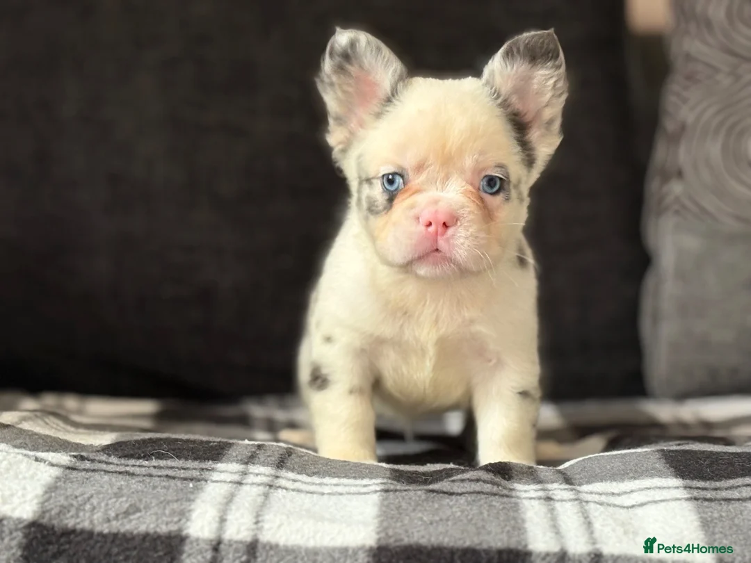 French Bulldog dogs for sale: Beautiful French Bulldog Puppies  - Advert 2