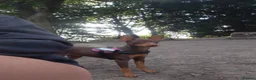 Miniature Pinscher dogs for sale: Miniature Pinschers, Chocolates - Advert 13
