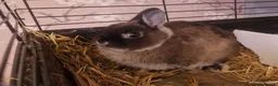 Netherland Dwarf rabbits for sale: Cute little baby Netherland Dwarf boy-Dumpling 🐰 - Advert 10