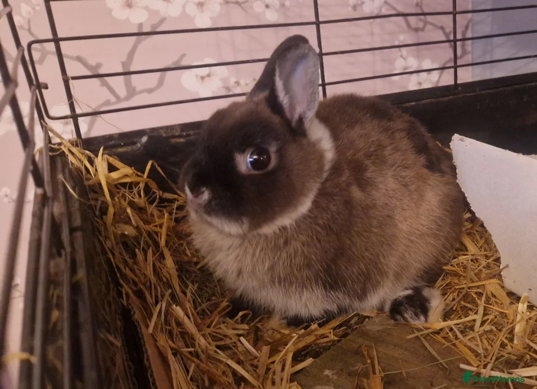 Netherland Dwarf rabbits for sale: Cute little baby Netherland Dwarf boy-Dumpling 🐰 - Advert 10