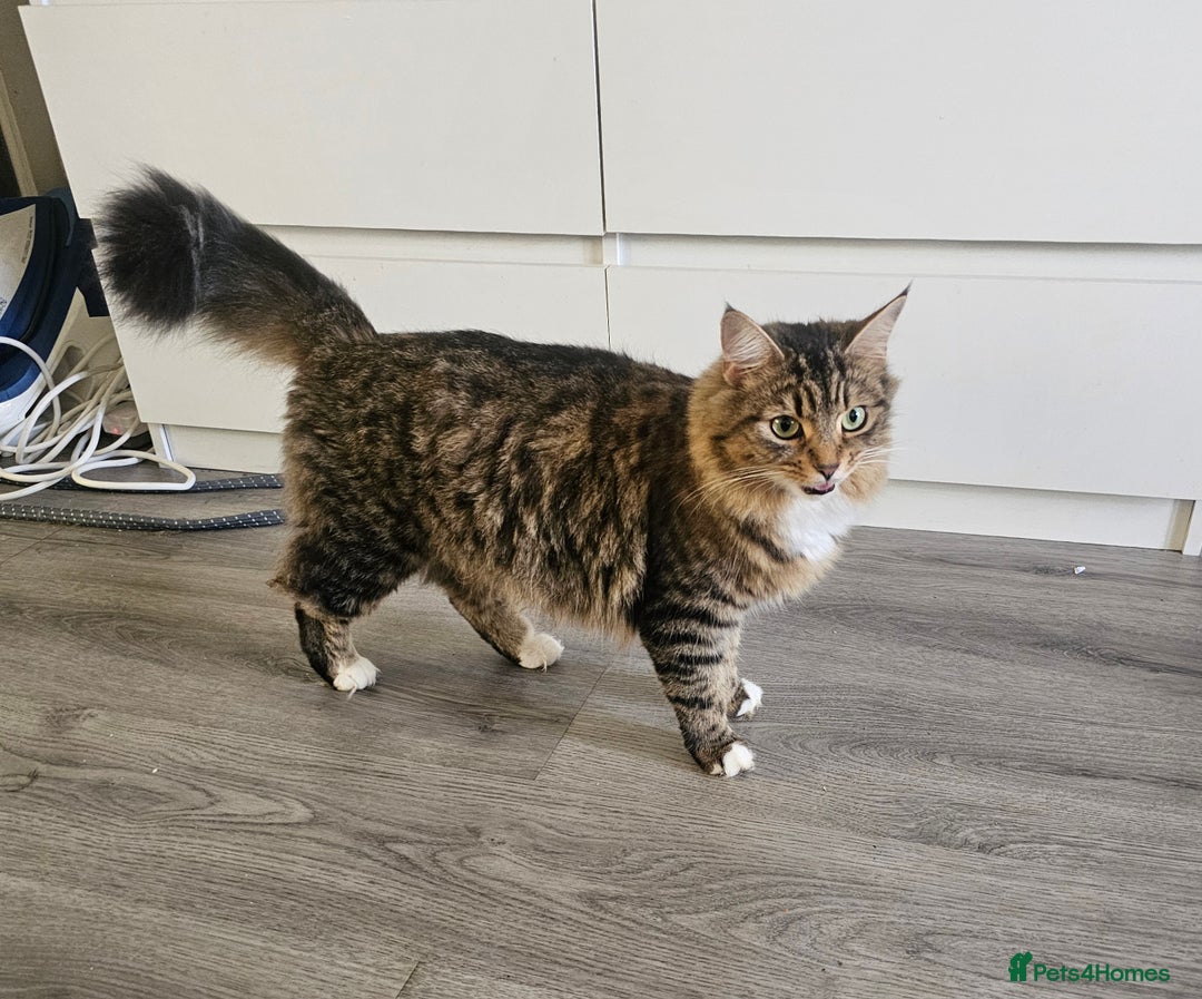 Maine Coon cats for sale: Maine Coon × Siberian - Advert 10