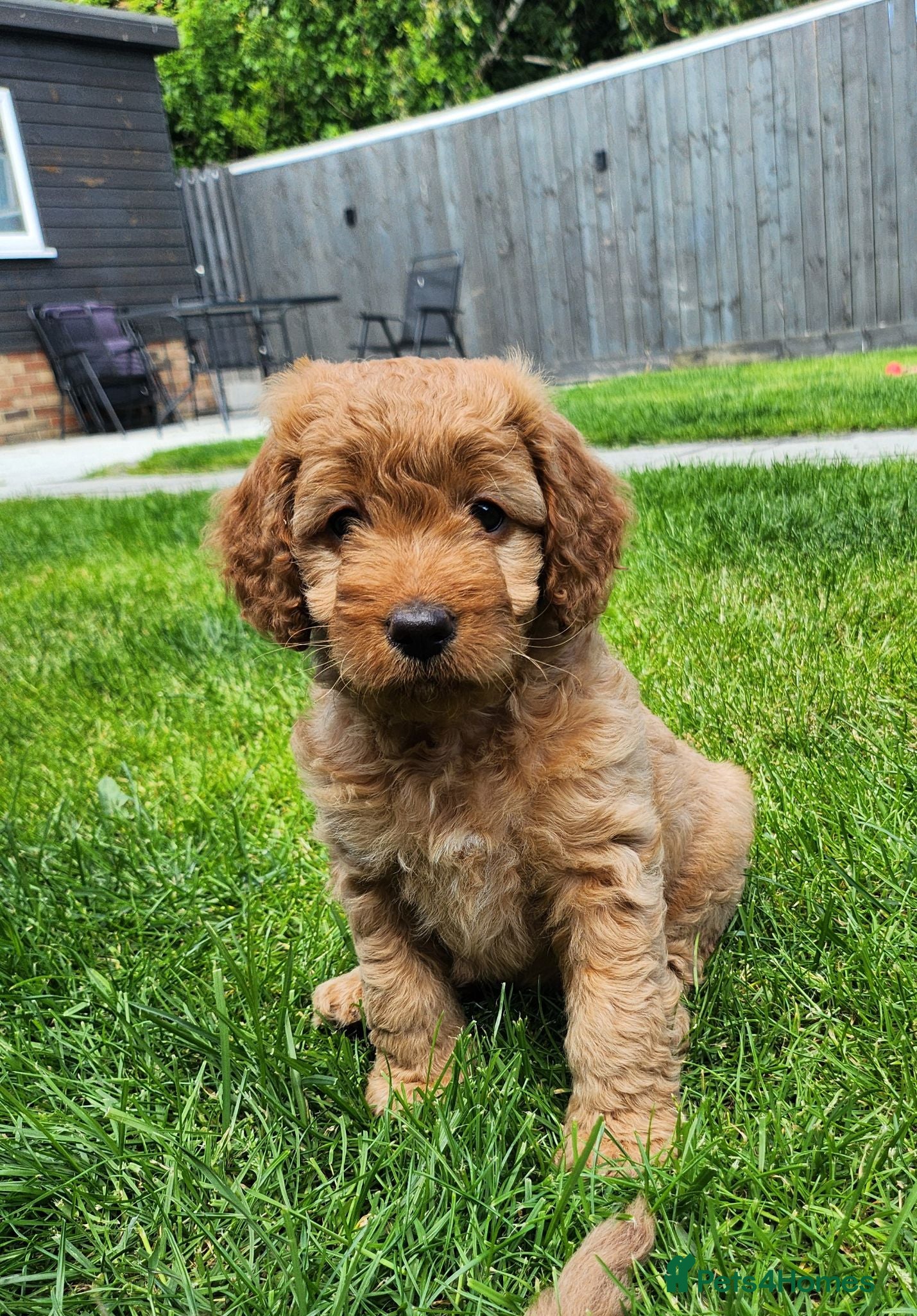 Cockapoo dogs 🩷 only 1 Girl Left 🩷 cockapoo puppy 🩷 - Advert 18