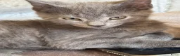 British Shorthair cats for sale: 5 beautiful kittens  - Advert 6