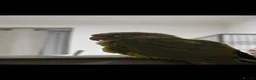 Conures birds for sale: Pineapple Green Cheek Conure in Coventry - Advert 2