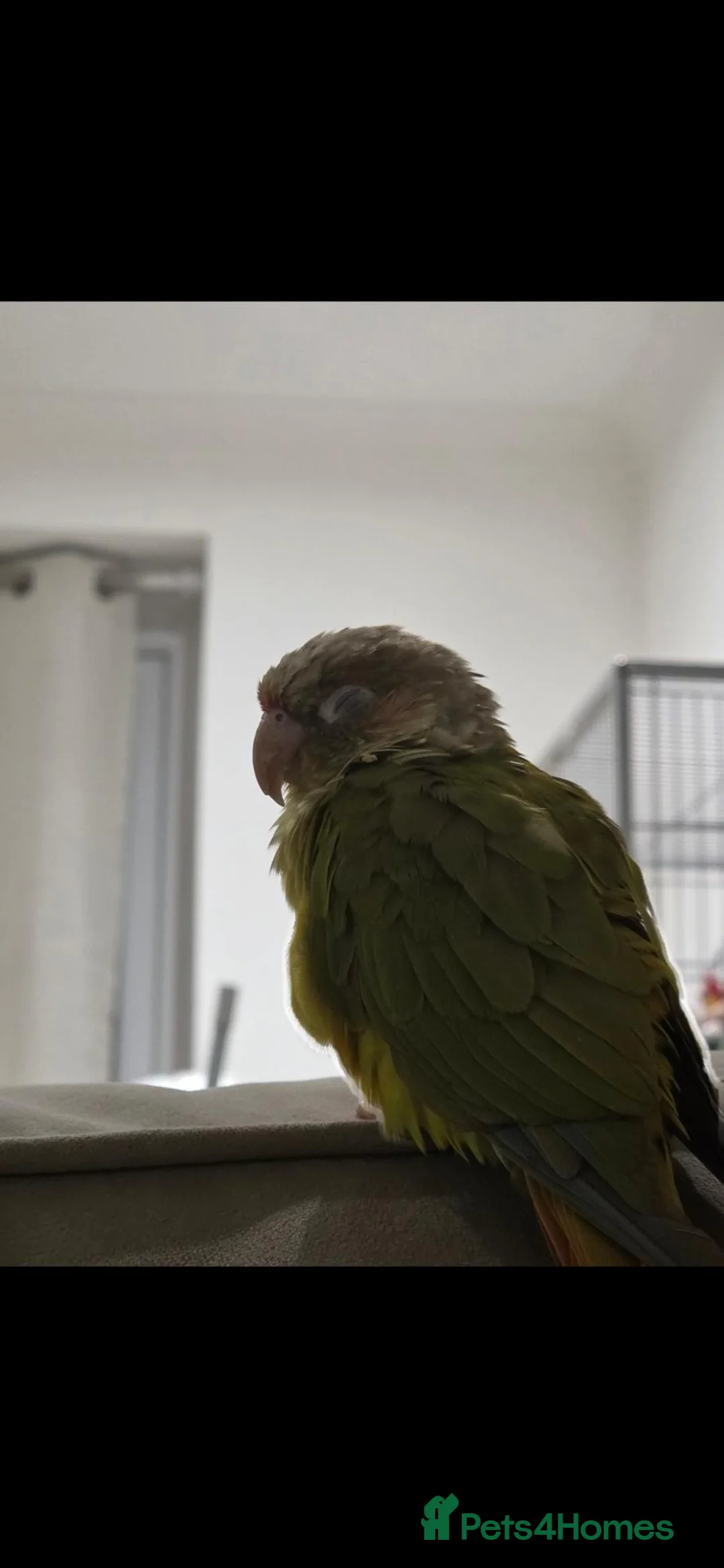 Conures birds for sale: Pineapple Green Cheek Conure in Coventry - Advert 2