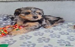 Chipoo dogs for sale: 4  Stunning chipoo puppies  - Image 31