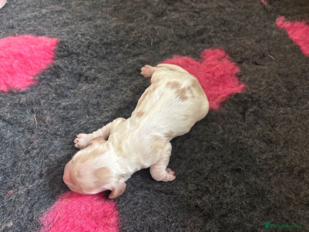 Cocker Spaniel dogs for sale: Cocker Spaniel Puppies - Image 14