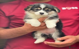 Welsh Corgi Pembroke dogs for sale:  Corgi Pembroke puppies available to loving homes - Image 4