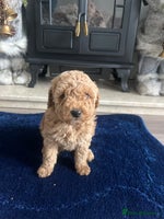 Miniature Poodle dogs - Advert 6