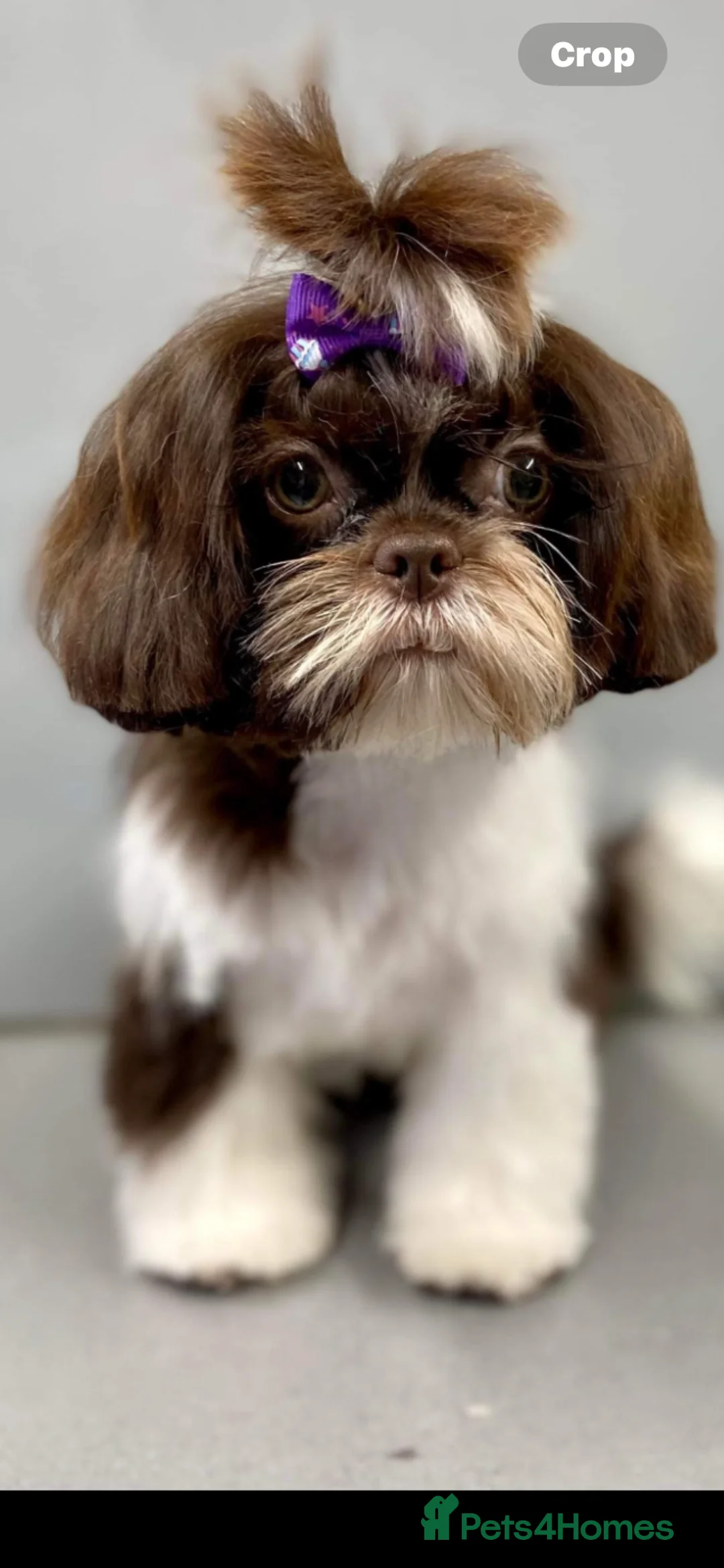 Shih Tzu dogs for sale: Cuddly boy x - Advert 2