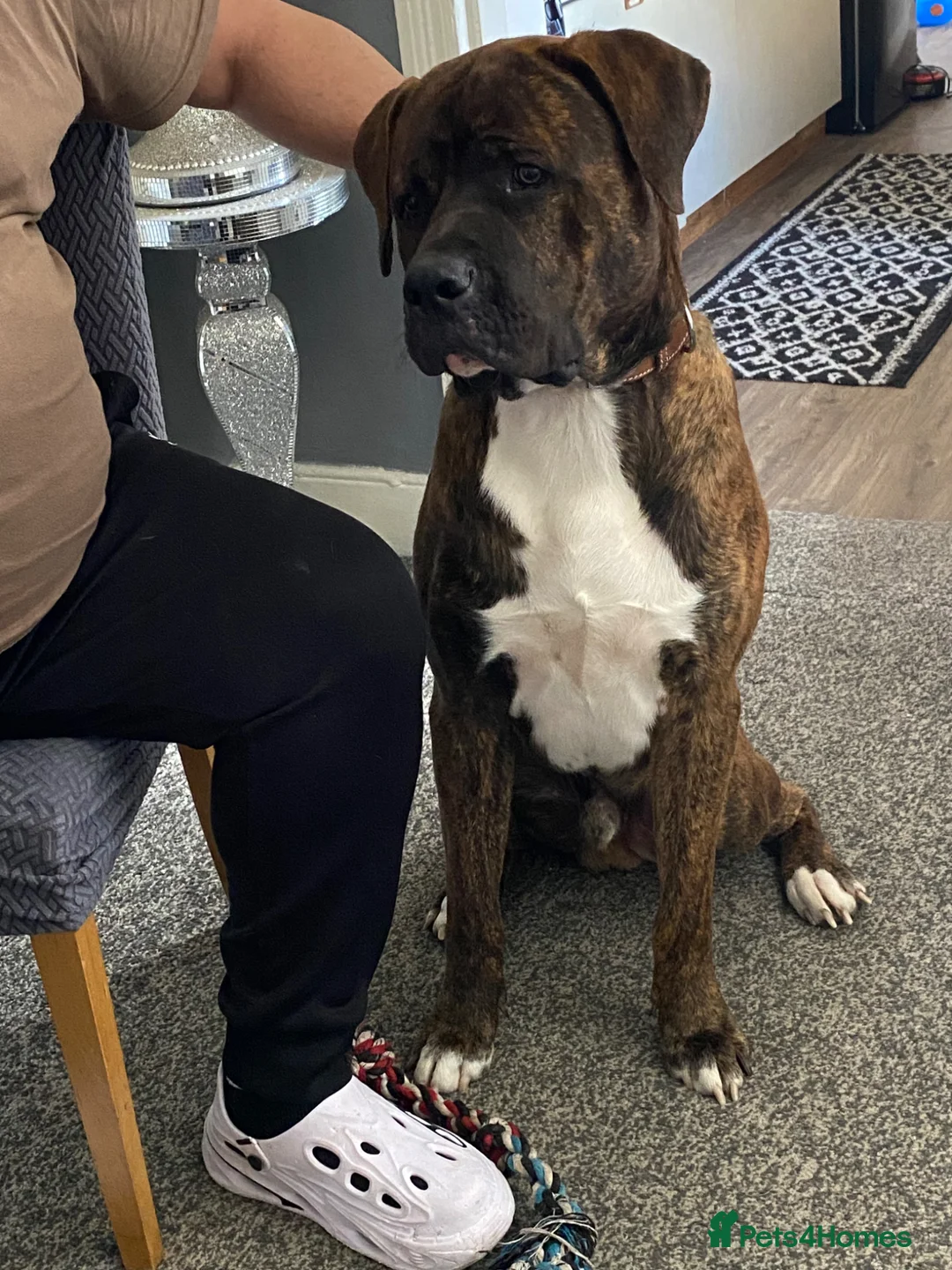 Presa Canario dogs for sale: Zeus 11 Months old Presa canario Puppy - Advert 2