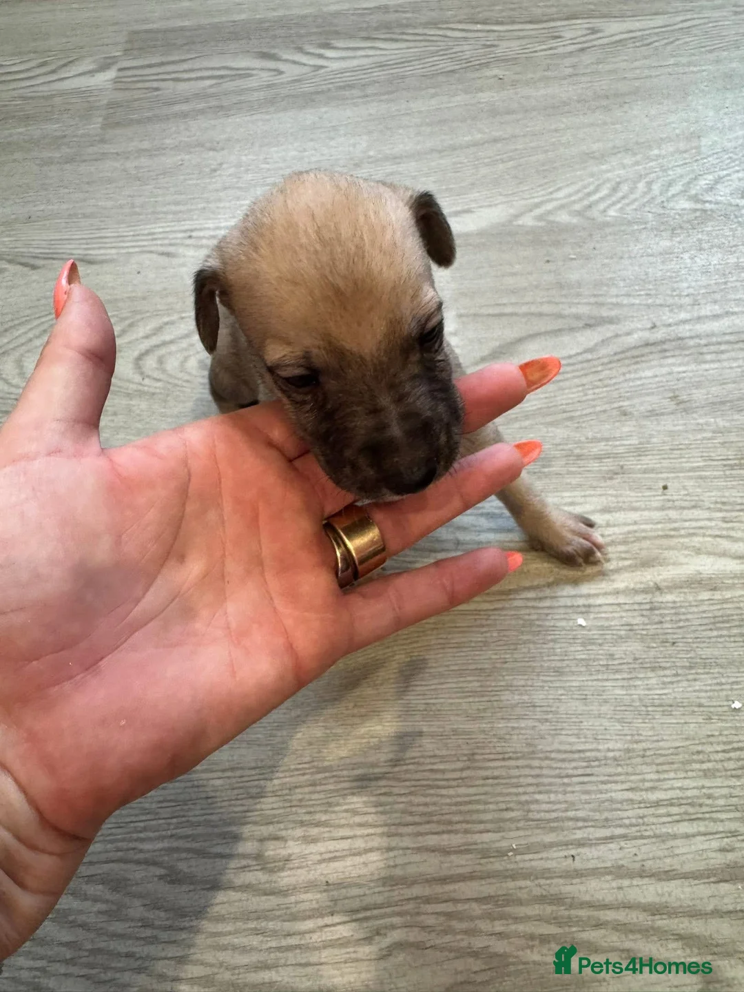 Mixed Breed dogs for sale: Beautiful Whippet/Greyhound Puppies in Penrhyndeudraeth - Advert 16