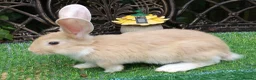 Continental Giant rabbits for sale: PURE bred Continental Giants - Vaccinated RESERVE  - Advert 6