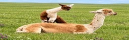 Alpaca livestock for sale: A very special breeding group of 16 alpacas - Advert 10