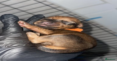 Mixed Breed dogs - Advert 6