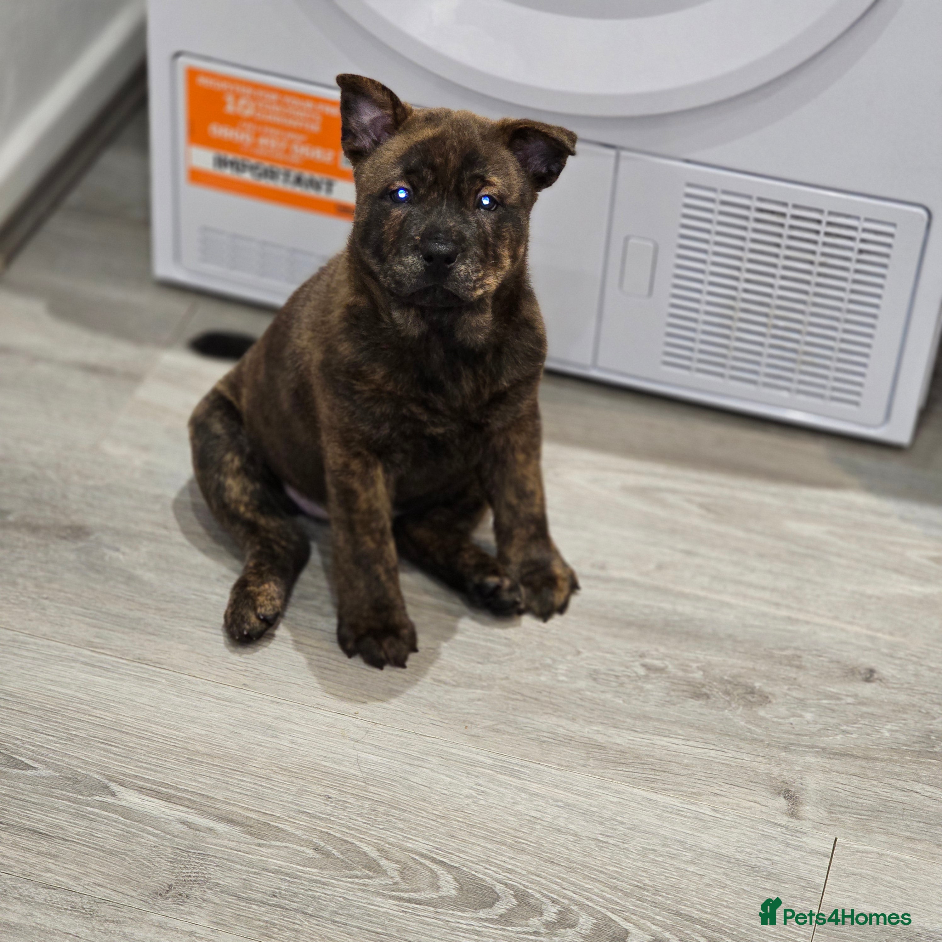 Mixed Breed dogs Chaffy puppies - Advert 3