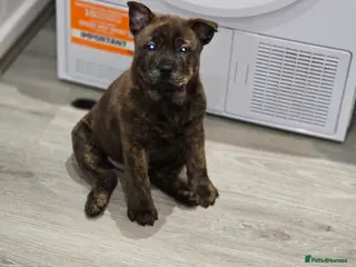 Mixed Breed dogs Chaffy puppies - Advert 18