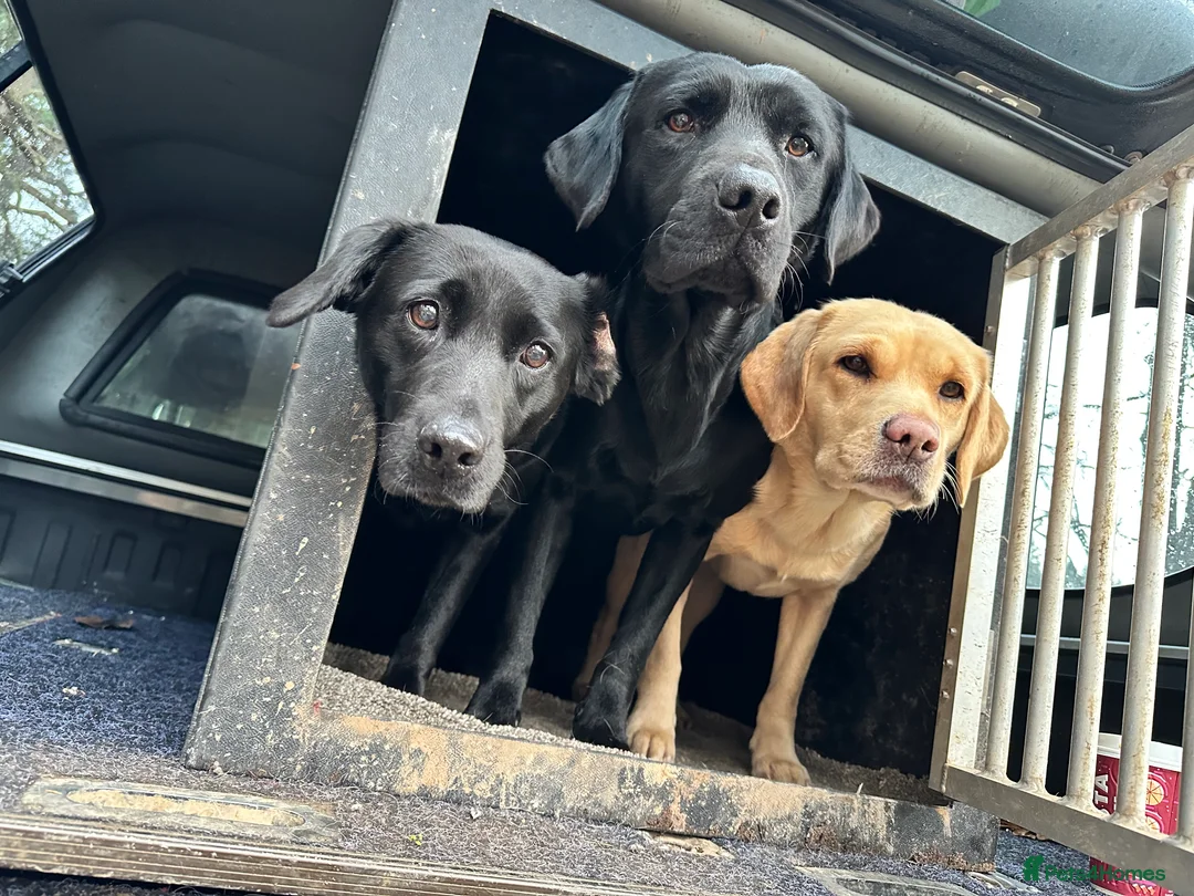 Labrador Retriever dogs for stud: For stud  in Market Drayton - Advert 14