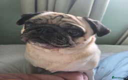 Pug dogs for sale:  🐾 Adorable Pug Looking for a New Home! 🐾 - Advert 4