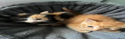 Mixed Breed cats for sale: 3 beautiful kittens  - Advert 11