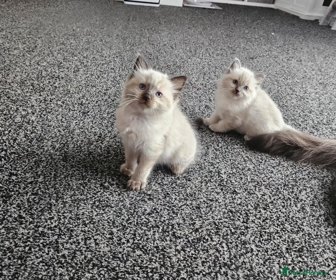 Ragdoll cats for sale: Ragdoll kittens (2 boys only) - Advert 6