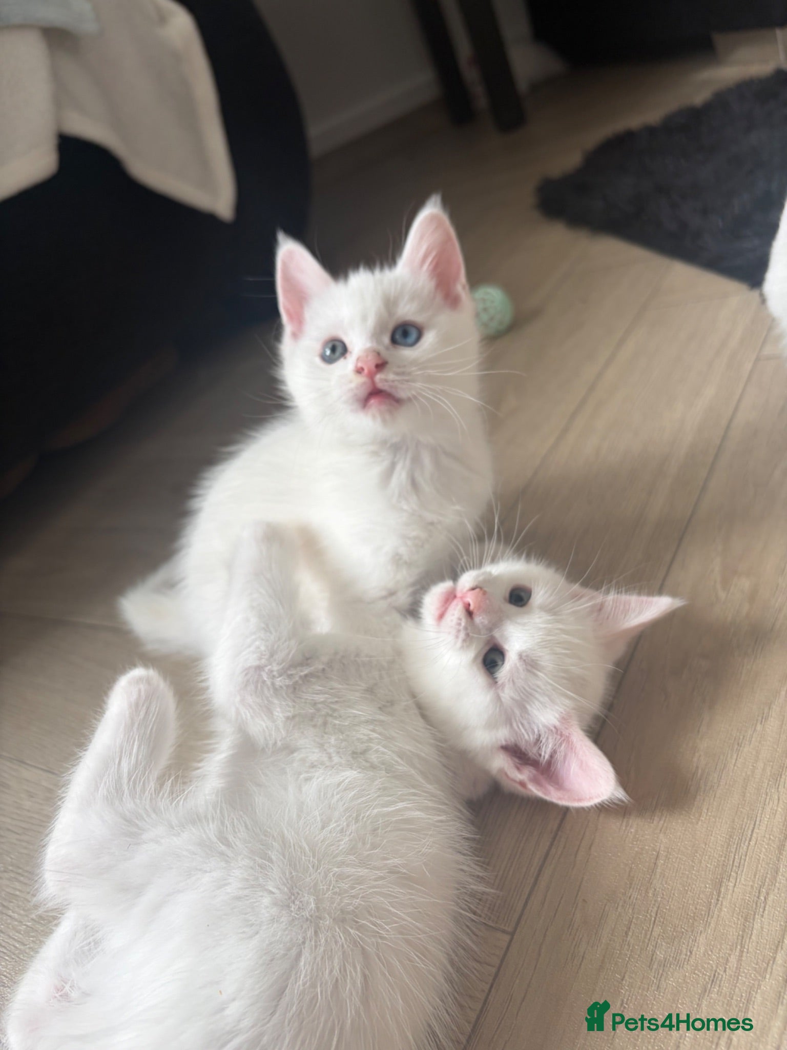 Mixed Breed cats Maine coon cross - Advert 2