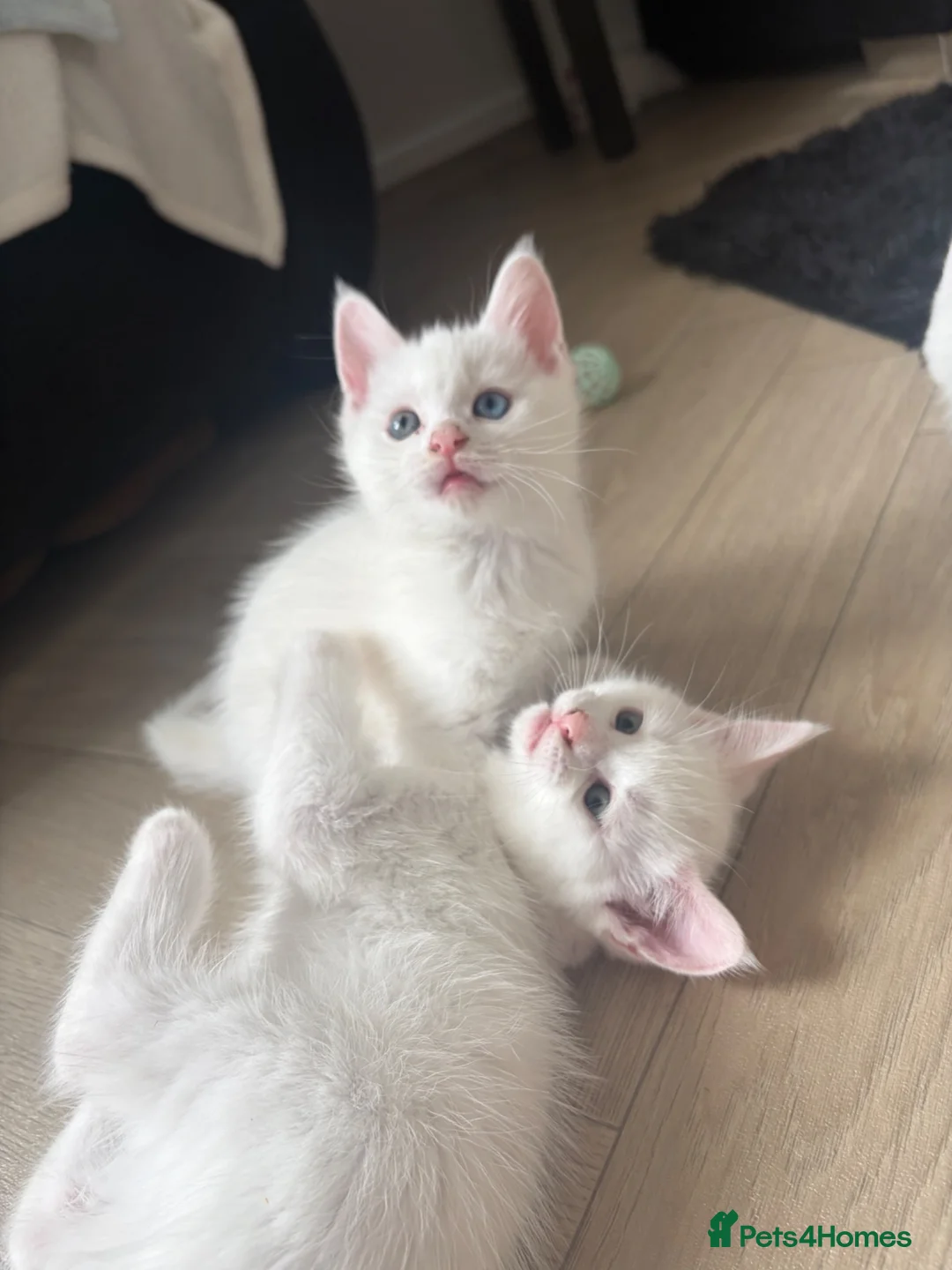Mixed Breed cats for sale: Maine coon cross in Pershore - Advert 1