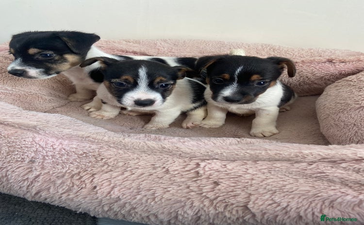 Jack Russell dogs - Advert 3