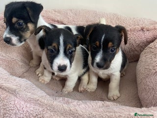 Jack Russell dogs - Advert 2
