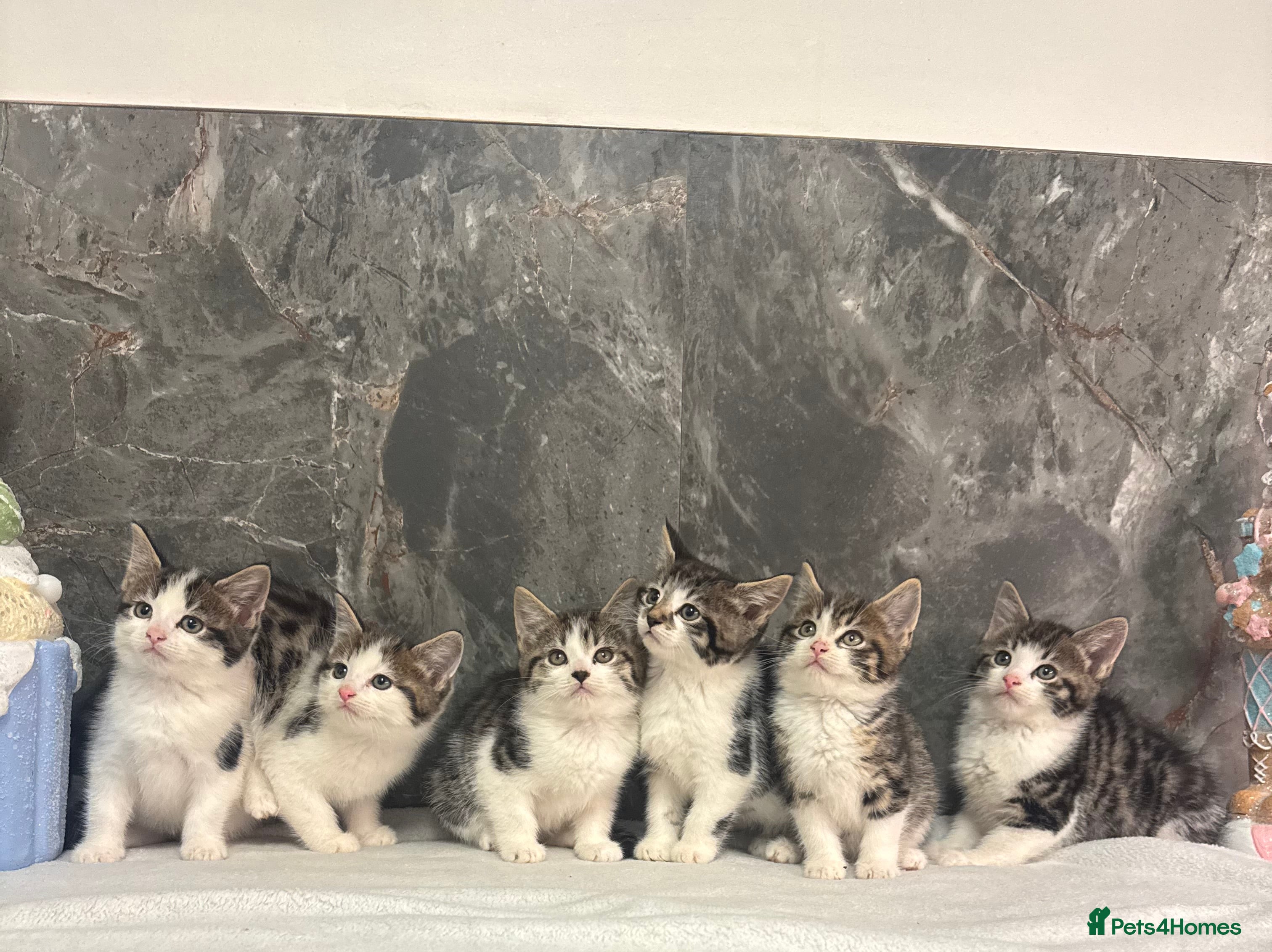 Mixed Breed cats Kittens ready today  - Advert 14