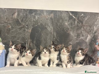 Mixed Breed cats Kittens - Advert 2