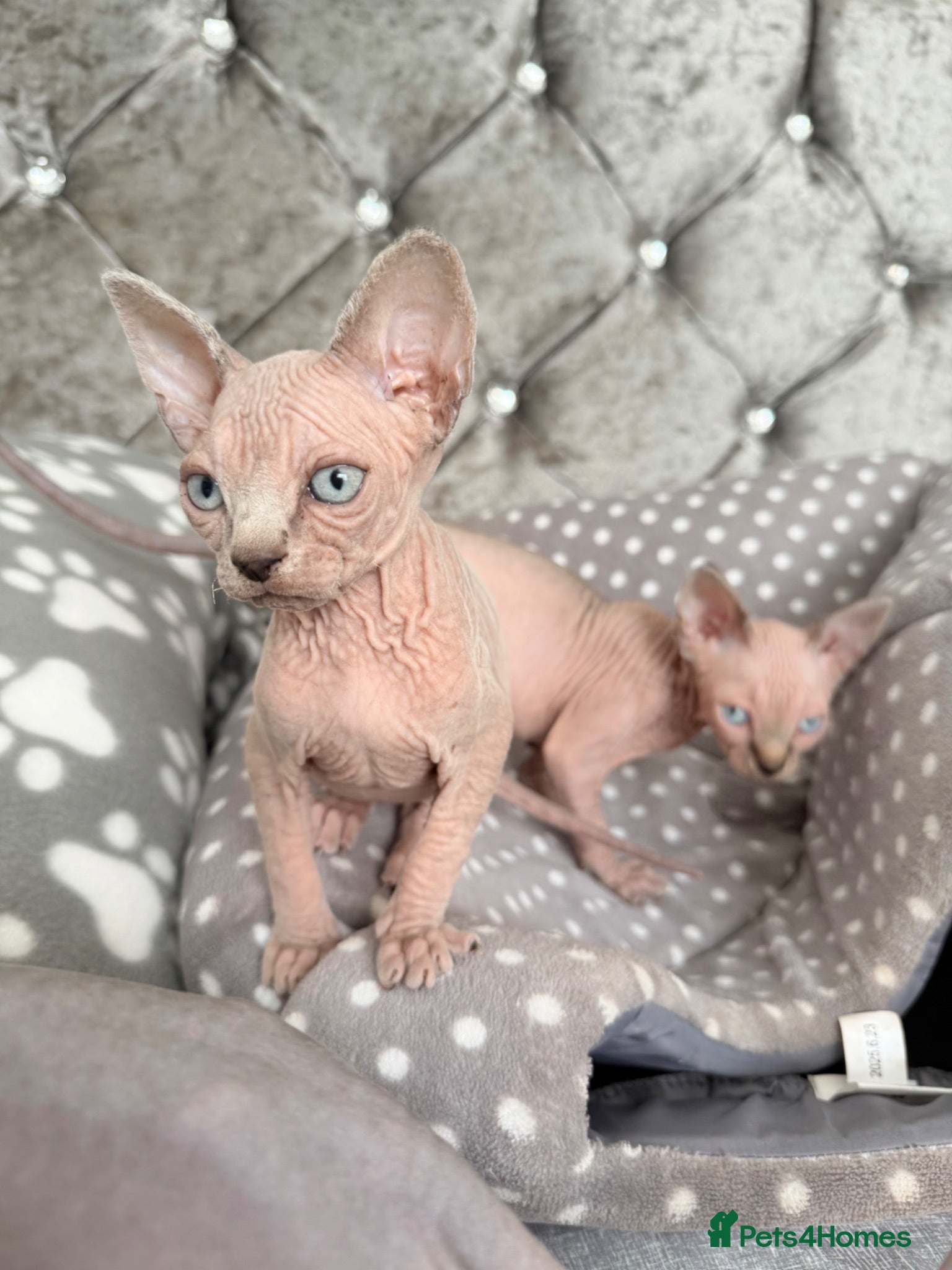 Sphynx cats Last Wrinkly Sphynx Girl | TICA Reg - Advert 4