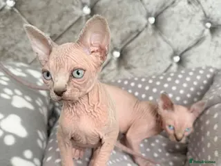 Sphynx cats Last Wrinkly Sphynx Girl | TICA Reg - Advert 13