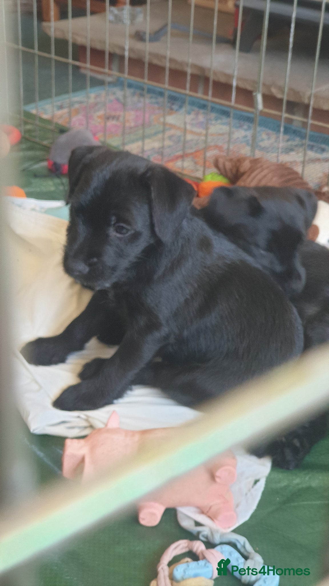 Mixed Breed dogs for sale: Patterdale terriers for sale - Advert 5