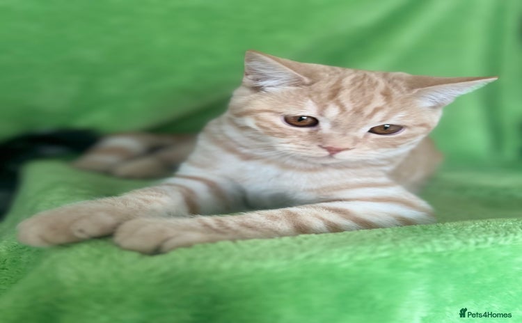 Scottish Fold cats - Advert 18