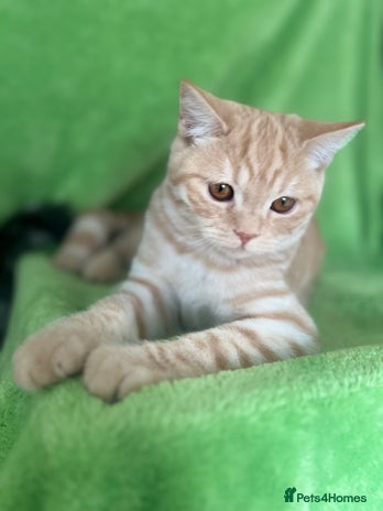 Scottish Fold cats for sale - Advert 4