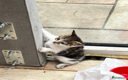 Mixed Breed cats for sale: 🐾 *£30*REDUCED* Kittens for Loving Homes 🐾 - Image 12