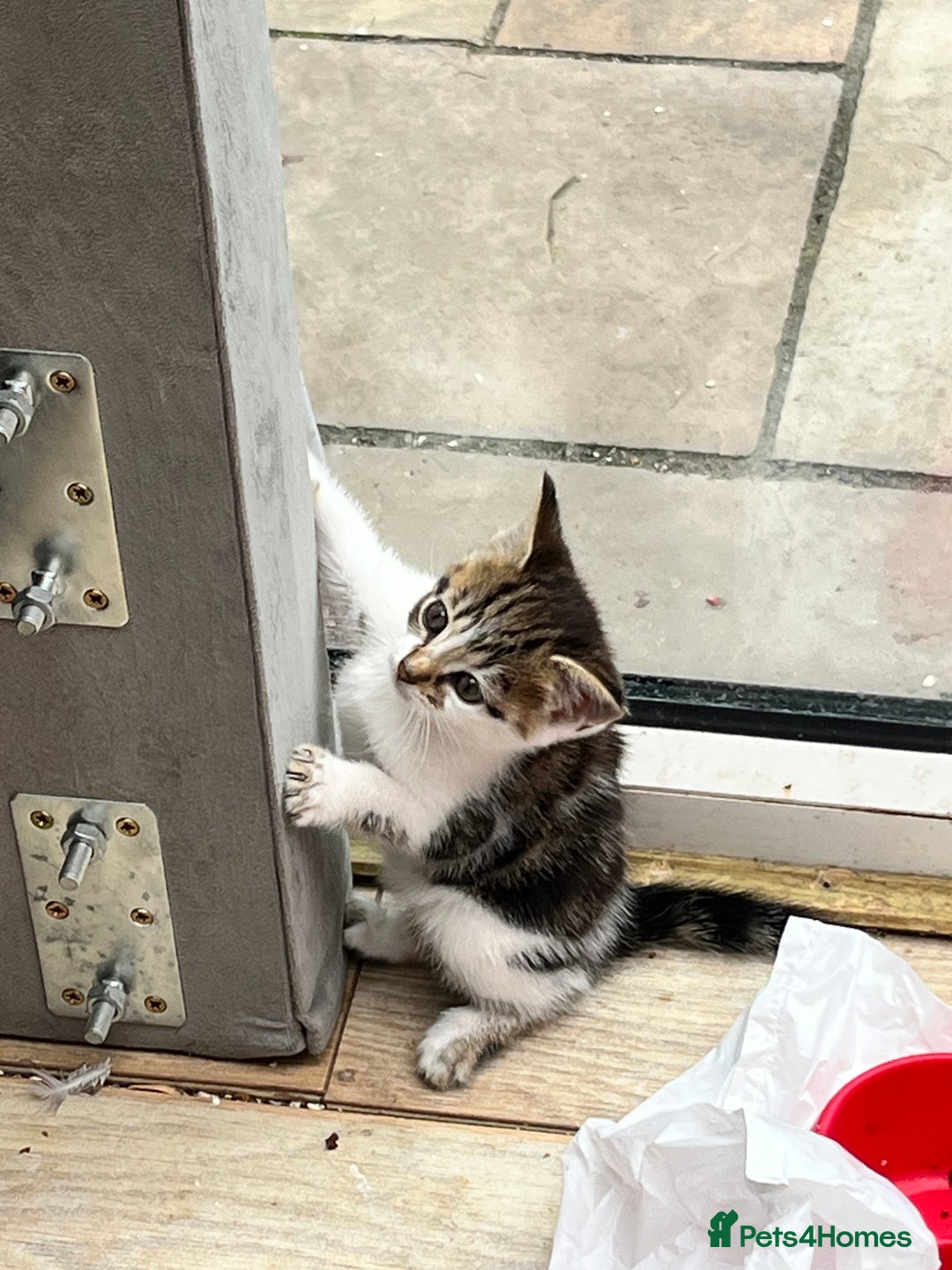 Mixed Breed cats for sale: 🐾 *£30*REDUCED* Kittens for Loving Homes 🐾 - Image 12
