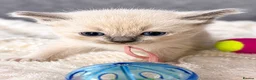 Ragdoll cats for sale: Beautiful Blue Point and Mink ragdoll kittens  in Horley - Advert 29
