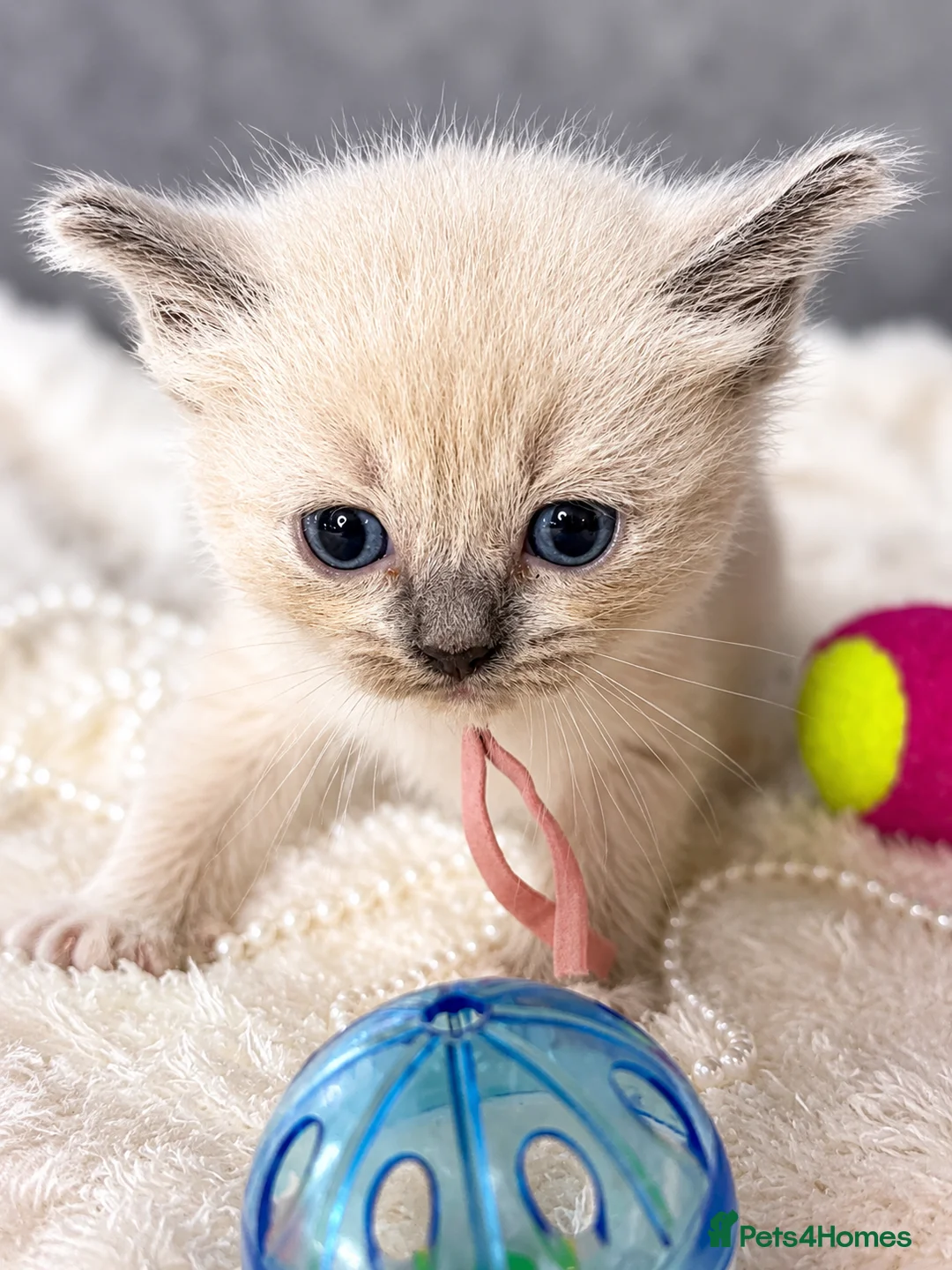 Ragdoll cats for sale: Beautiful Blue Point and Mink ragdoll kittens  in Horley - Advert 29