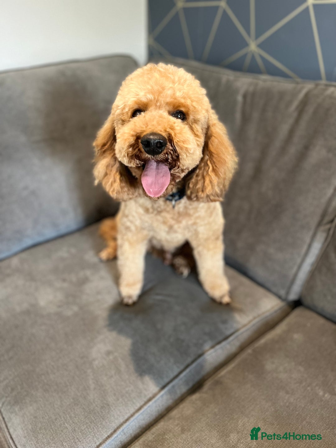 Cavapoo dogs for sale: F1 RED CAVAPOOS LICENSED KC HEALTH TESTED PARENTS  - Image 22