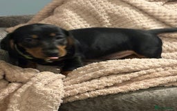 Dachshund dogs for sale: Beautiful standard dachshund litter   - Image 11