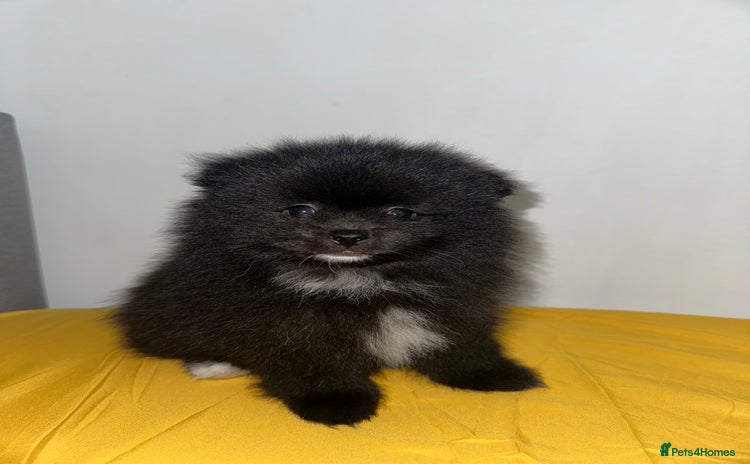 Pomeranian dogs - Advert 1