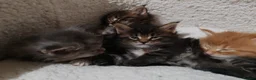 Maine Coon cats for sale: V. Vilma  - Advert 25