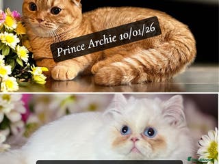 Munchkin cats Extremely Rare Persian & Scottish Kilt Minuets - Advert 8