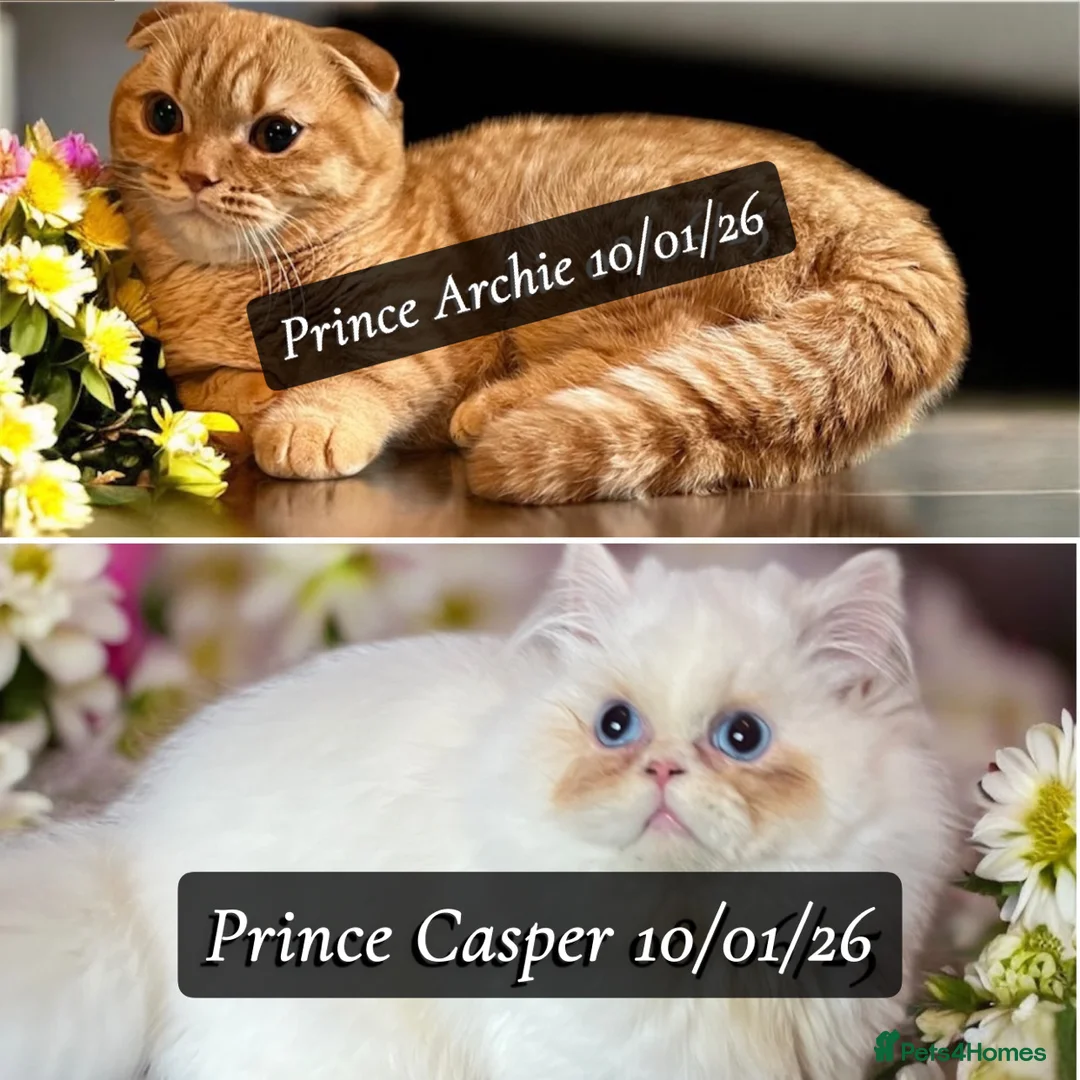 Munchkin cats for sale: Exceptional Quality & Rare Persian Napoleon Minuet - Advert 1