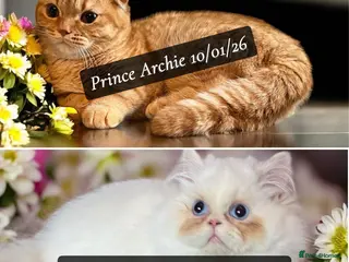 Munchkin cats Extremely Rare Persian & Scottish Kilt Minuets - Advert 1