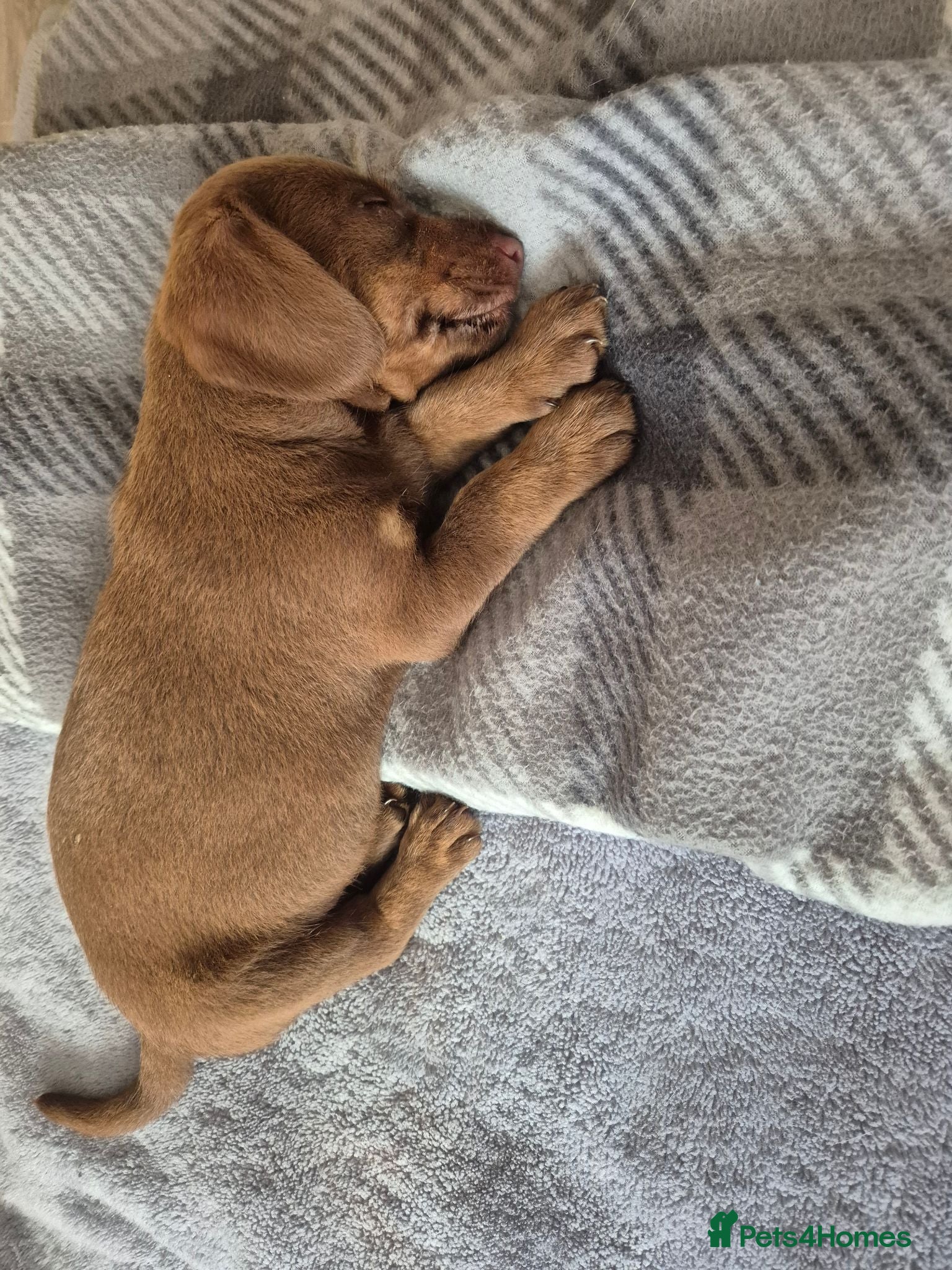 Dachshund dogs Dachshund  - Advert 3