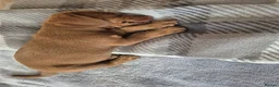 Dachshund dogs for sale: Dachshund  - Advert 1